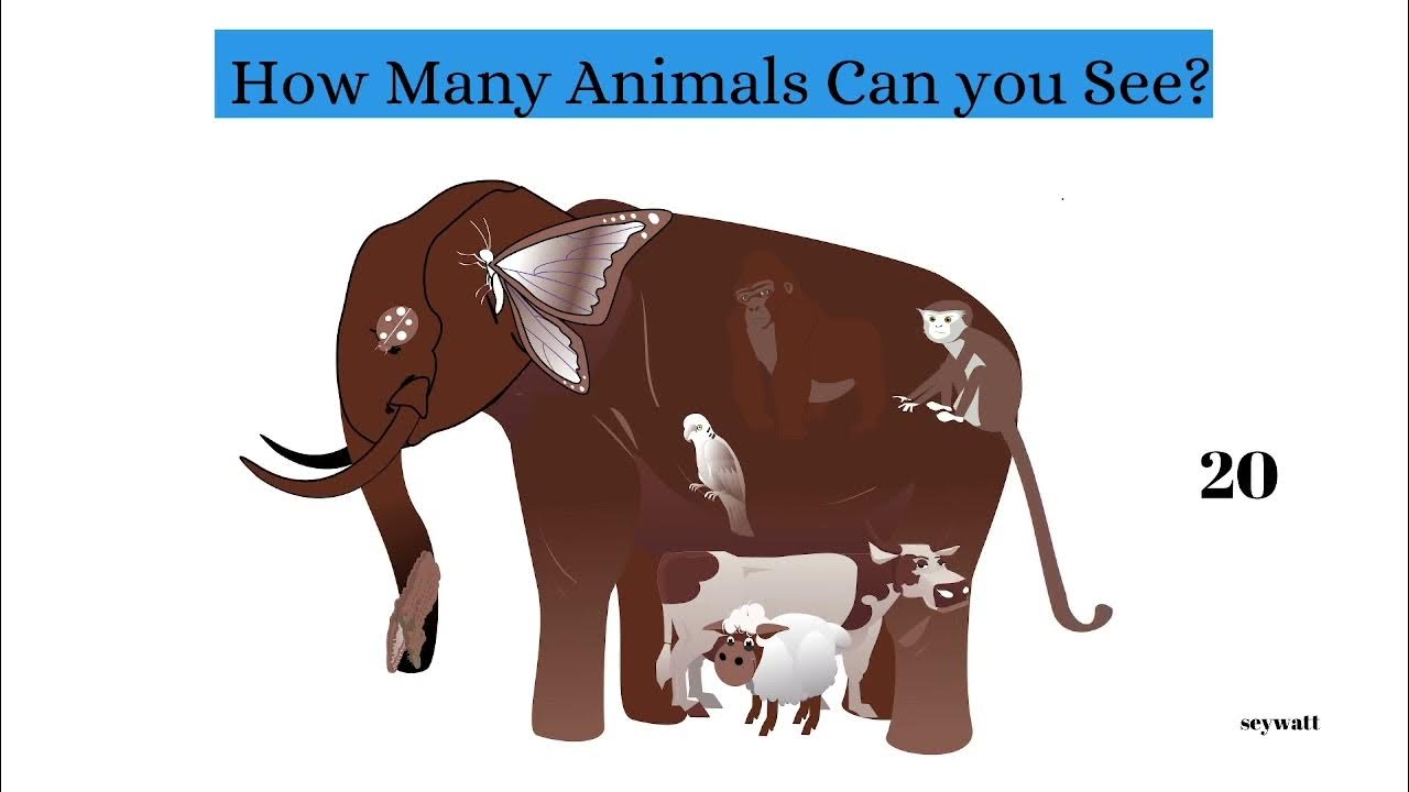 How Many Animals Can You Spot? YouTube