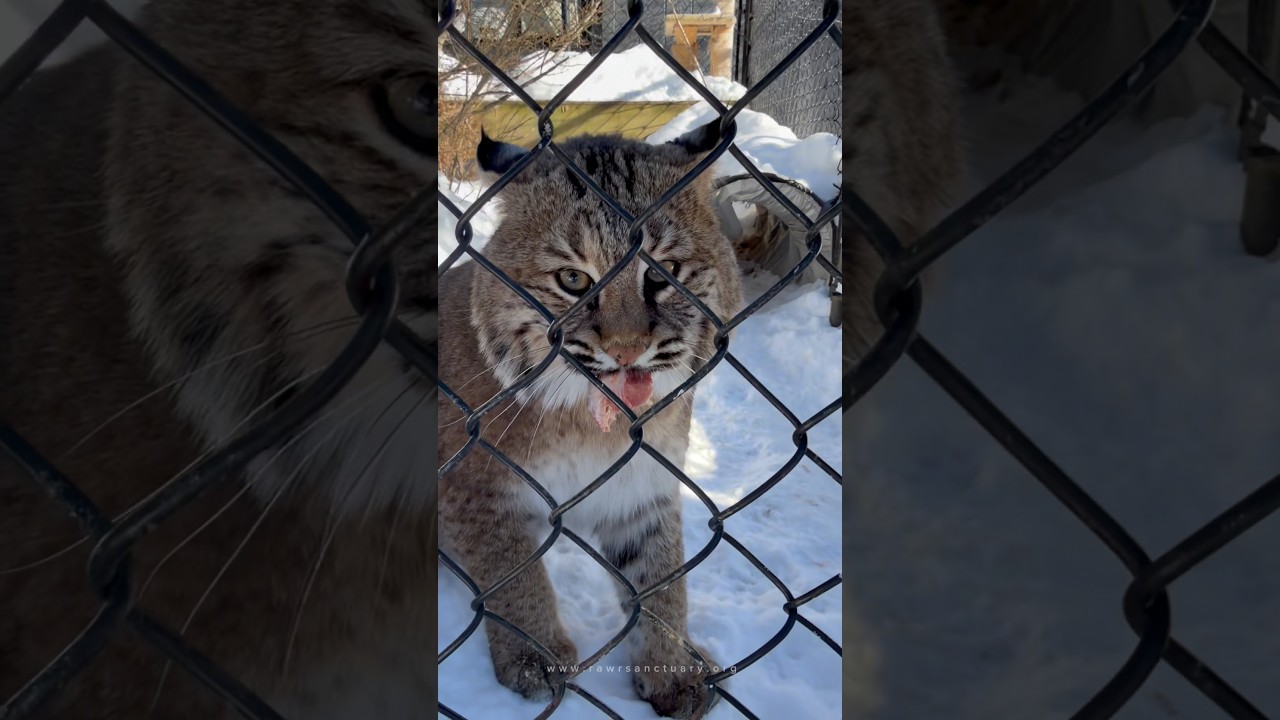 Нам никогда не надоедает, насколько Манка и Мими разные. Сахар и специи.