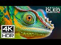Most Stunning HDR Video in 4K Ultra HD with Dolby Vision | 60 fps