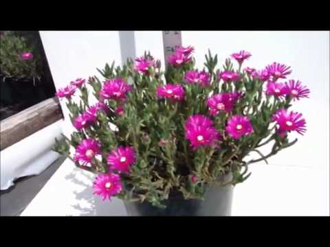 Video: Delosperma Plant Care - Trồng cây trên băng Mesa Verde trong vườn