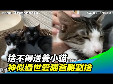 捨不得送養小貓　神似過世愛貓爸難割捨｜三立新聞網 SETN.com