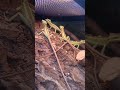 #Reptiles #ExoticPets #ReptileLife#Geckolizrd#mravi#short#youshortsvideo#HomeWithReptiles #Reptiles