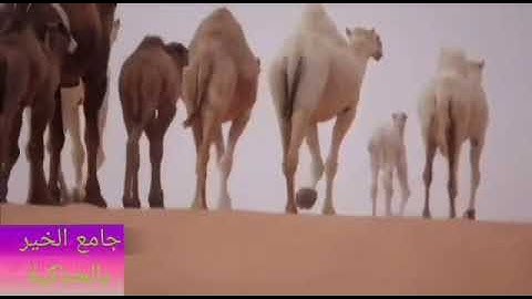 الشيخ حمود ضيف الله سورة النحل