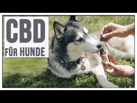 Video: Wie CBD die Gesundheit Ihres Hundes verbessern kann