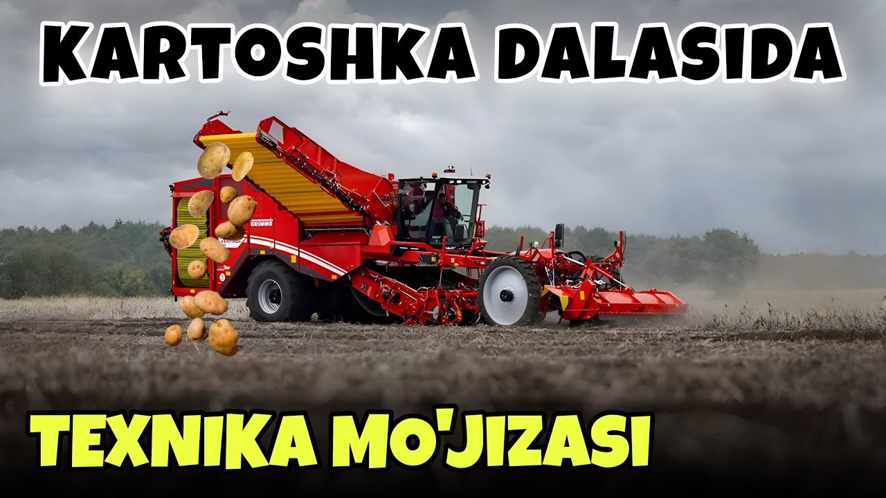 Картошка Импортига чек қўйиш даври яқинлашмоқда !!!