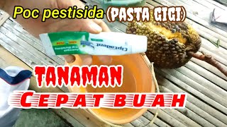 Mengejutkan !! Kombinasi POC pestisida pasta gigi memaksa pohon nangka cepat buah anti hama !