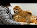 ママの帰宅でとてつもなく甘える柴犬ハチ