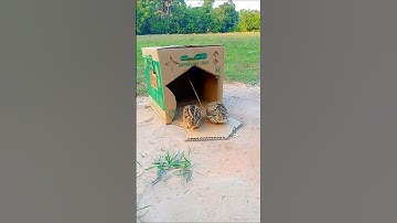 Creative bird trap easy - Quail Trap #simple bird trap #shorts