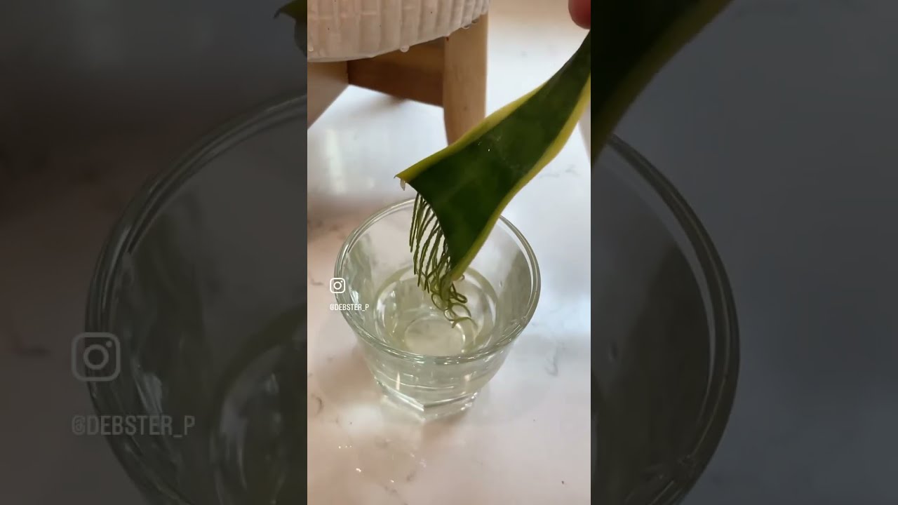  Snake Plant Propagation