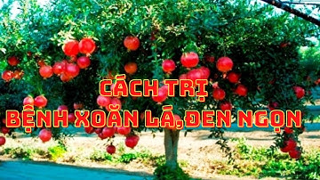 Cách Trị Bệnh Đen Ngọn Xoăn Lá Ở Cây Lựu Đỏ - Nhà Vườn Vũ Tiến