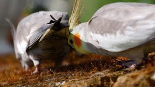 Cockatiel birds searching for food