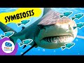 Understanding Symbiosis