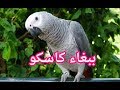 طريقة تعليم الببغاء الكلام عبر تكرار - كاسكو - زنجباري african grey parrot ببغاء افريقي