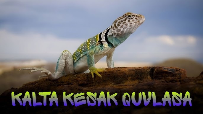 Paypoqlarda kotib soradi dick Porno ogli onamni sikadi