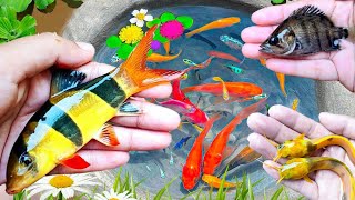 Amazing Fishing Video, Ornamental Fish, Catfish, glofish, betta fish, beautiful fish, Cute animals