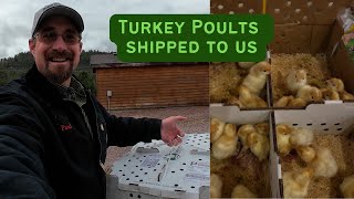 Baby turkeys shipped in the mail: What you need to know by Broken Arrow Farm 90 views 2 days ago 9 minutes, 4 seconds