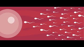 pourquoi le sperme ressort du vagin après les rapports sexuels !!