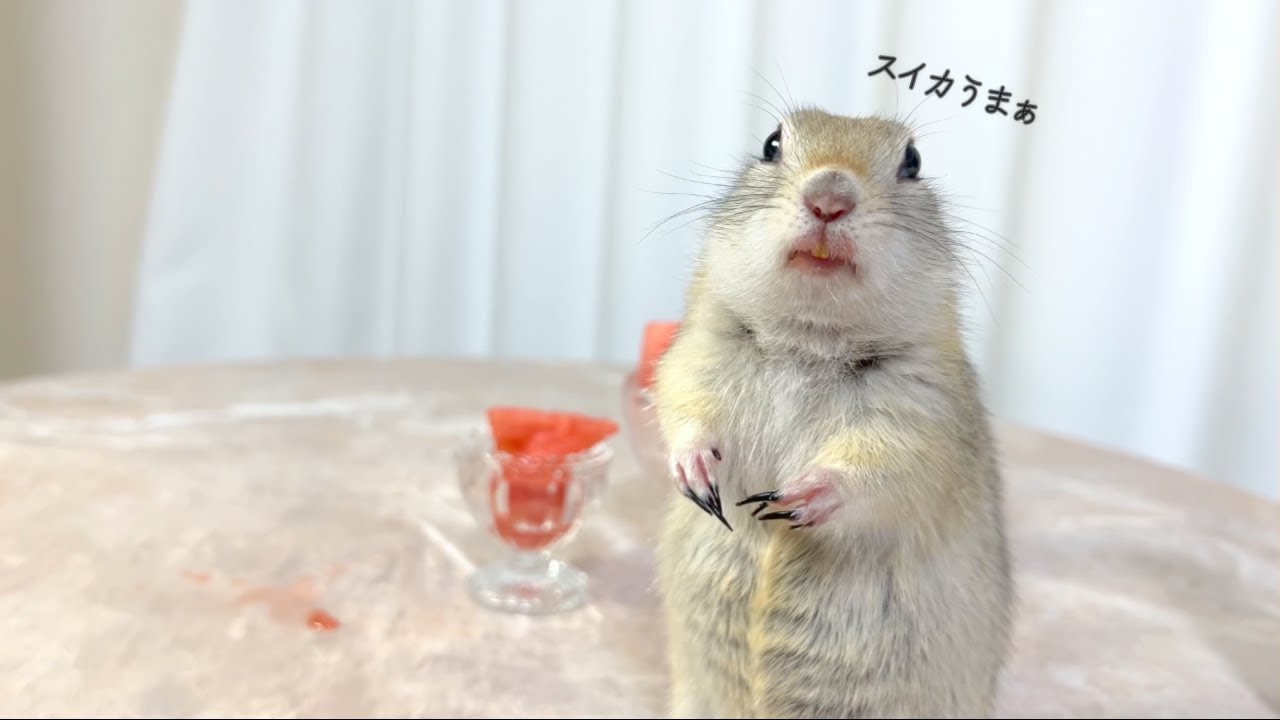 なついたリスにスイカをあげてみた