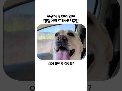 운전 빼고 다 할 줄 아는 천재견의 드라이브 루틴 thumbnail