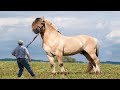 Biggest Horse Breeds in the World - Shire Horse