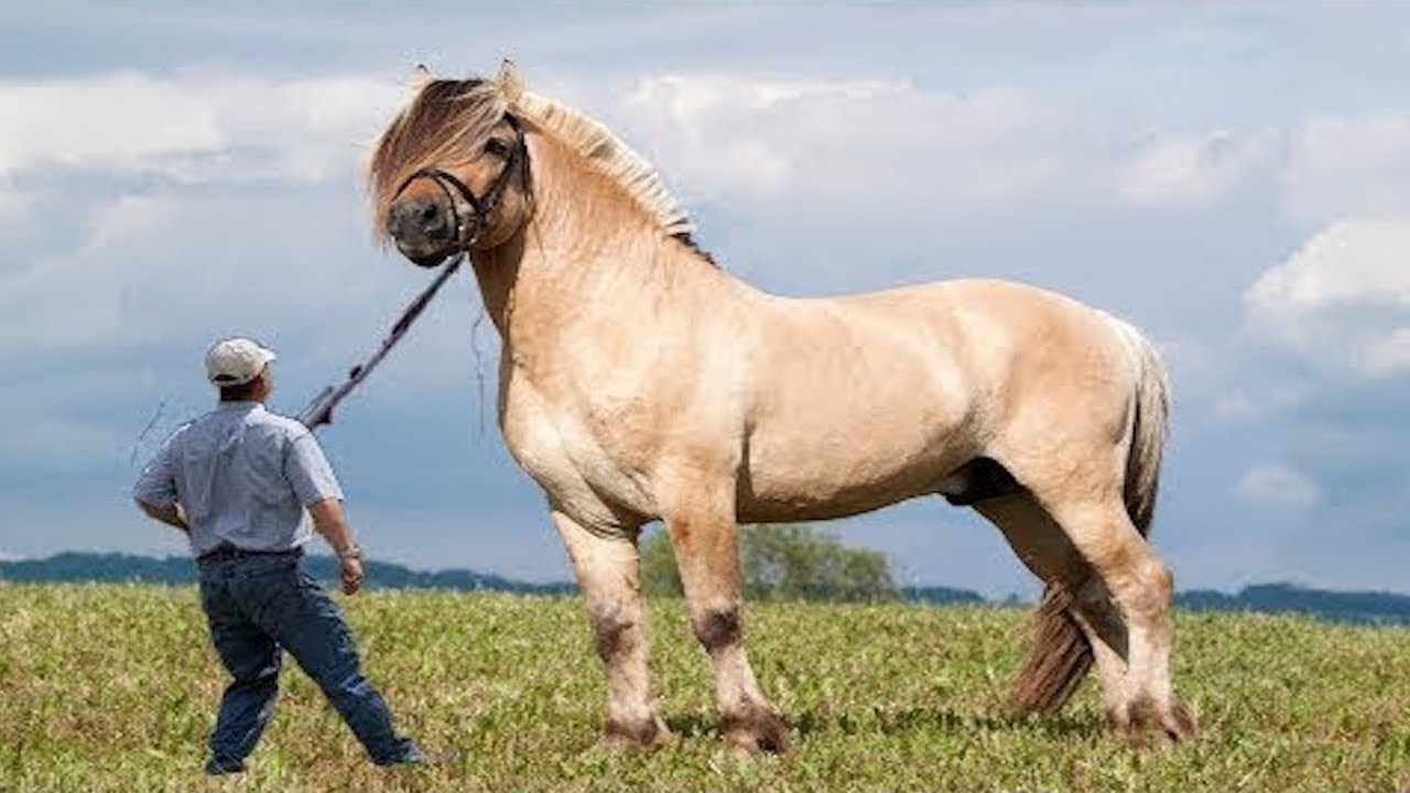 tallest horse ever recorded