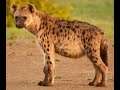 Hyena Sound Effects 