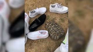 Racist turtle 🐢