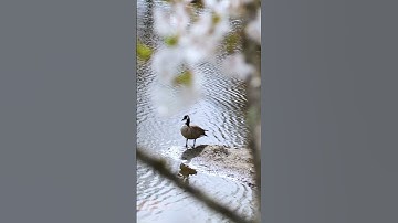 Spring in Bloom: Cherry Blossoms at George Mason University