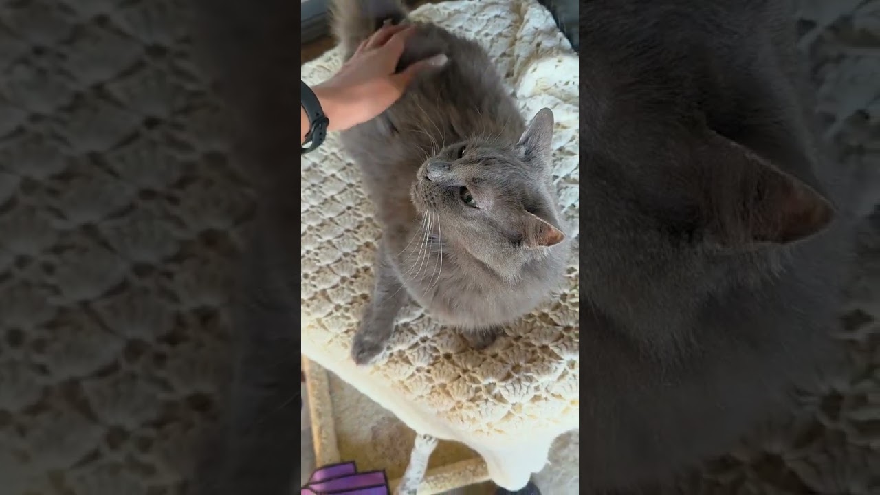 @demons_soulmate: overstimulated 🙃 