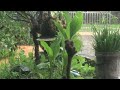 RAIN Sounds for Sleeping