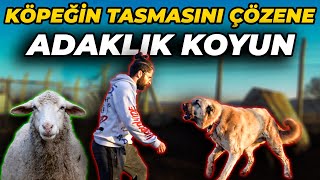 "Bu Köpeğin Hem Başını Sevene Hem de Tasmasını Çözene ADAKLIK KOYUN Hediye!"