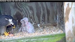 Richmond Peregrine Falcons: 9 Day Old Nestlings are Fed