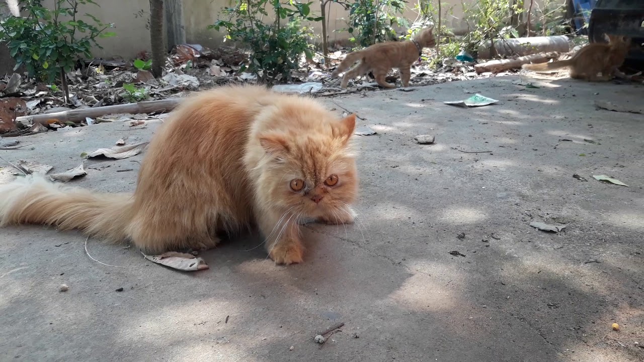 แมวเปอร์เซีย และลูกแมวพันธุ์ไทยผสม สมาชิกใหม่ของครอบครัว persian cats