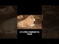Unexpected Animal Friendships That Defy Logic! #facts #robotics #bostondynamics #spaceexploration