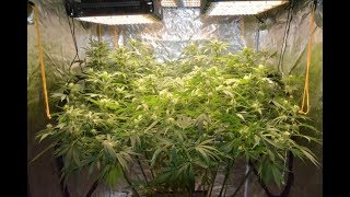 Blue Amnesia & skyline led grow lights