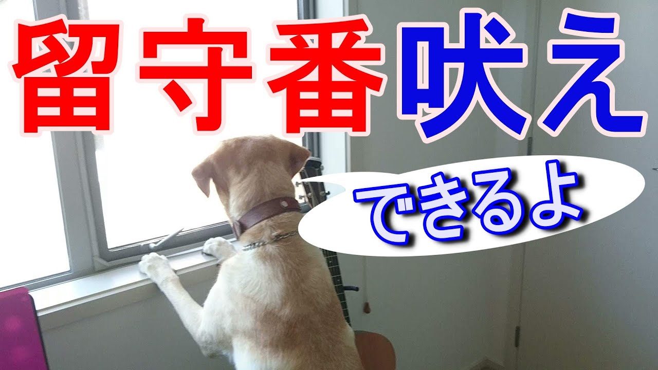 犬 留守番のしつけ 吠えをやめさせる 留守番の練習法 デモ付き Youtube 犬 留守番のしつけ 吠えをやめさせる 留守番の練習法 デモ付き Youtube