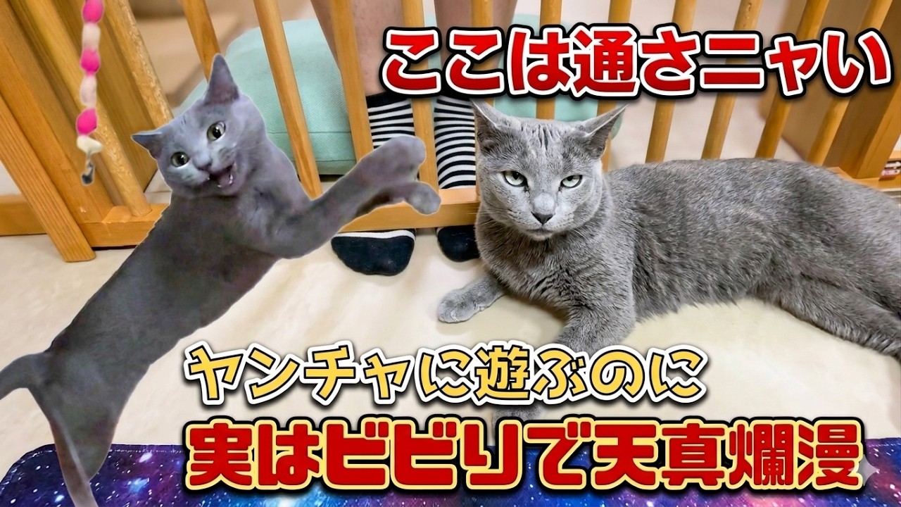 Russian Blue, timid yet carefree? A retired breeder's cat's