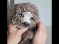 Realistic toy Maltipoo puppy Max