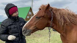 Кормим лошадь витаминами🥕🍎🍏 #horse #деревня #лошади #lunch #обед #хруст