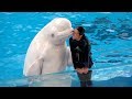 横浜 八景島シーパラダイス アトラクション 動物たちのショー ~ハロウィン ~ Yokohama Sea Paradise 2 【4K】