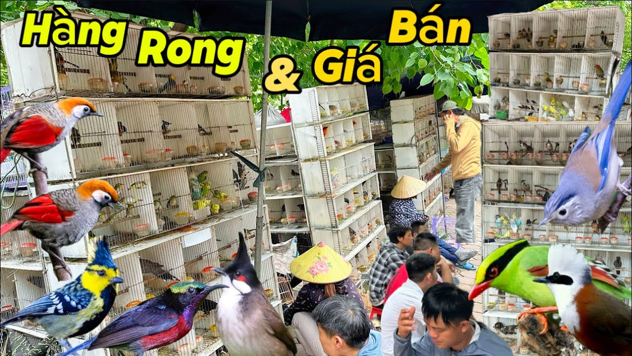 Những HỘC CHIM DI ĐỘNG nhiều cỡ nào và GIÁ CẢ từng loại chim tại phiên chợ Hà Nội || Đạt Bird TV
