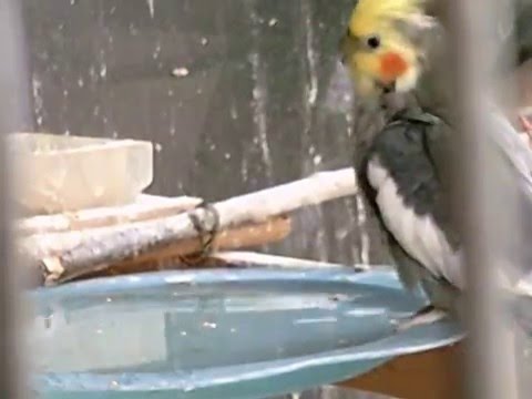 Java sparrow birds having a bath