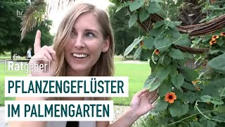 Pflanzengeflüster im Palmengarten | Ratgeber