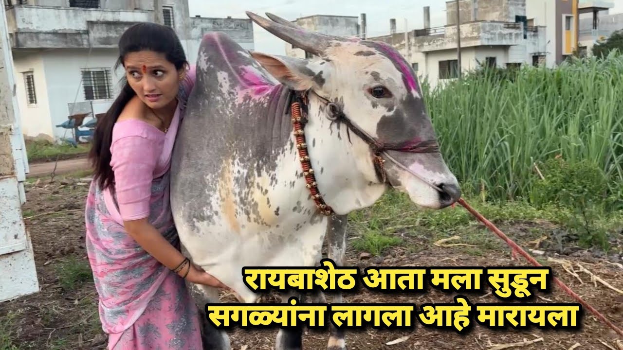 रायबाशेठ आता मला सोडून सगळ्यांना लागला आहे मारायला | Bailgada Sharyat| 