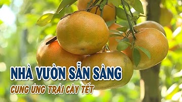 Nhà vườn sẵn sàng cung ứng trái cây Tết | VTV CẦN THƠ