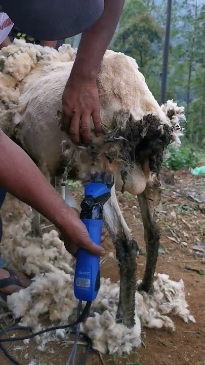 Mesin Cukur Bulu Domba Joss #zanfarm #shorts #pets #sheep #haircut #sheep #ram #animals #hobby