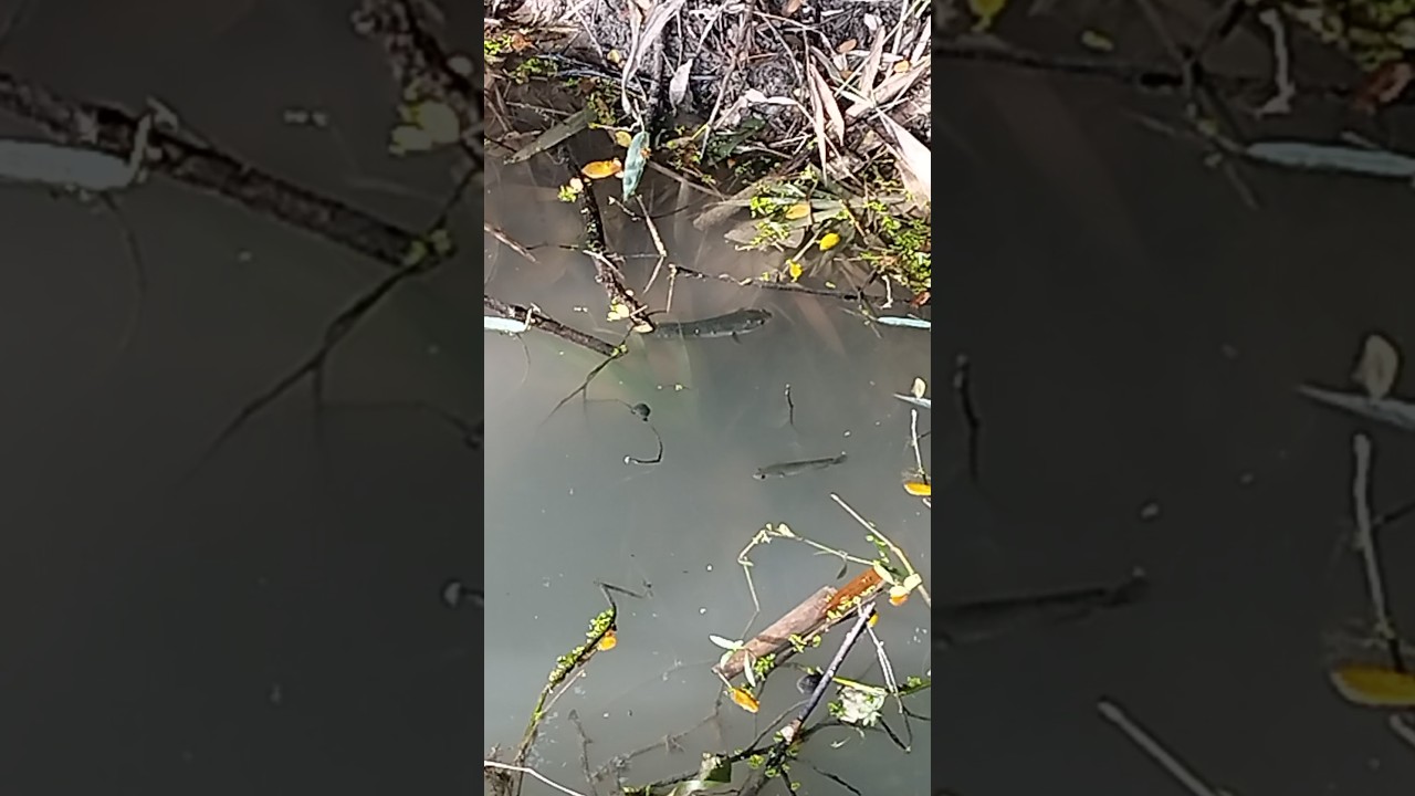 The fish must be caught 😱 