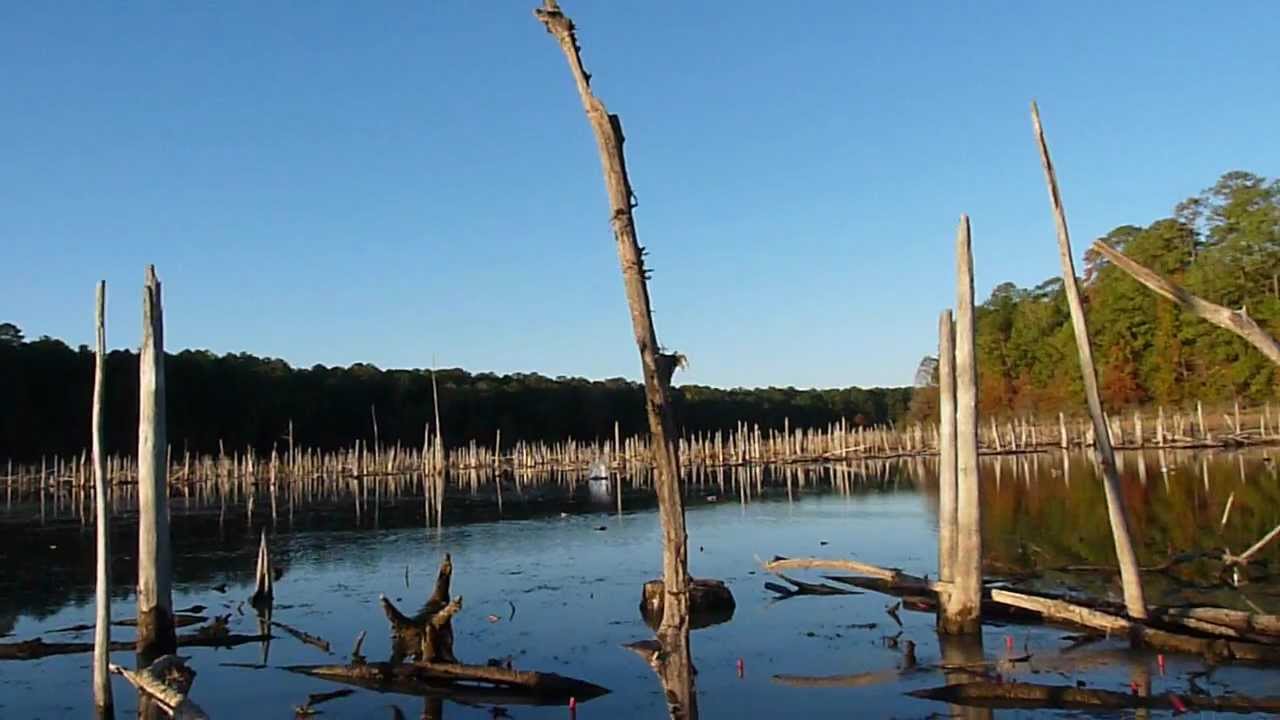 Bundicks Lake Ringnecks YouTube