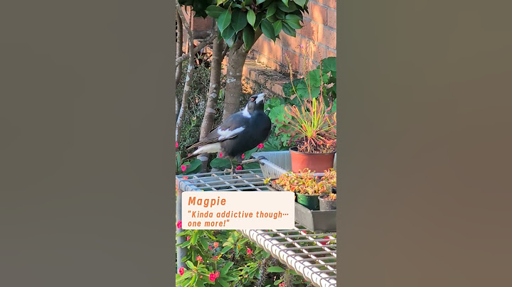 Magpie review: ⭐⭐⭐⭐⭐#carnivorousplants  #backyardbirds  #australianmagpie  #magpies