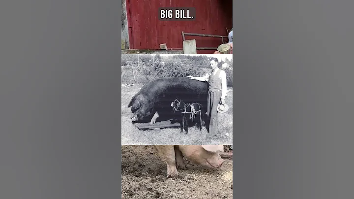 Fatest pigs ever #fat #huge #big  #pig #hog #piggy